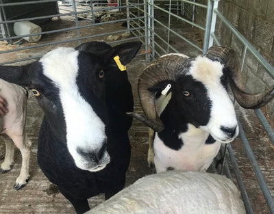 Pentwyn Farm to Yarn Hot Water Bottle Cover - Jacob & Romney Sheep